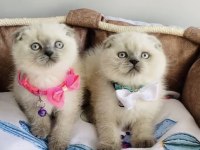 A kalite blue point scottish fold