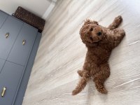 Poodle dişi 3 aylık