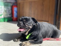 Egzotik Pug üretmek isteyenlere kaçırılmayacak fırsat