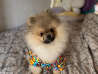 Pomeranian boo tea cup