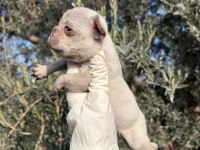 SAFKAN BEBEK FRENCH BULLDOGLAR