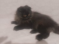 2 aylık british longhair kızımız