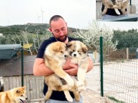 Japon akita bebekler
