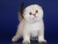 Aynı Gün Teslim İmkanıyla Scottish Fold Yavruları