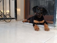 Rottweiler yavru