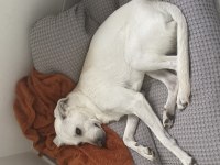 KÖPEĞİMİZ THOR YUVA ARIYOR