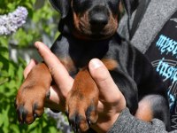 Dişi Erkek Doberman Kapıda Ödemeli Güvenli Sistem