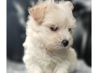 Ped eğitimli orjinal maltipoo bebek