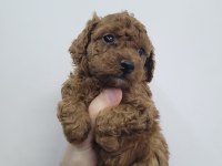 Safkan Kore Poodle