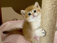 Safkan British Shorthair Chocolate golden erkek