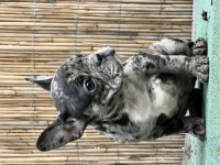 French bulldog yavrularımız sağlıklı ve özeldir