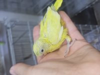 Forpus papağanı bebek kuşlar