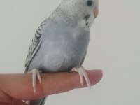 YEME DÜŞECEK MUHABBET KUŞU