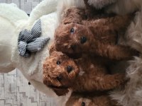 toy poodle yavru köpeklerimiz