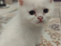 British Shorthair Kedisi