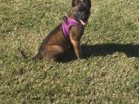 4 aylık son kalite üst düzey malinois