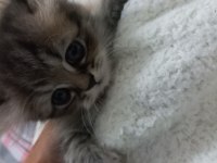 Chinchilla bebeklerimiz evlerini arıyor