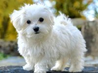 0 NUMARA MİNİ BOY MALTESE YAVRULARIMIZ