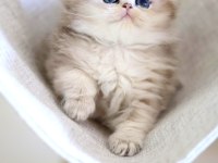 British Longhair Dişi ve erkek