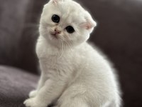 2 Aylık Sağlıklı Scottish Fold Dişiler