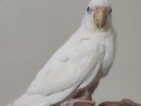 Albino erkek sultan papağanı