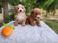 MALTİPOO  YAVRULARIMIZ