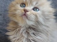 Scottish fold sıfır kulak