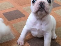 French Bulldog Yavrularımız