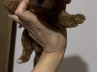 Teacup Poodle