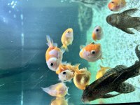 RANCHU JAPON BALIKLAR
