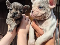 Kompak Blue Merle be Blue Pied French Bulldog