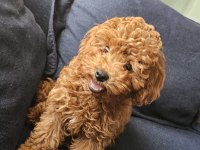 5 AYLIK DİŞİ EN KÜÇÜK BOY POODLE
