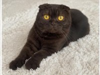 Acil Sahiplenecek Scottish Fold