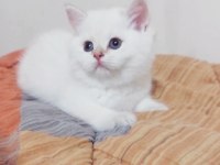 Safkan british shorthair açıklamayı okuyun lütfen