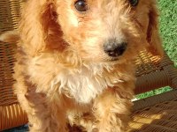 Maltipoo 3 aylık MİNNAK yavru