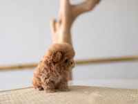 IRK GARANTİLİ SAFKAN POODLE BEBEKLERİM