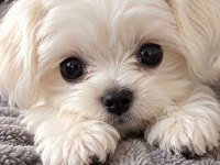 Maltese Terrier Xs Sıfır No Pamuk Gibi Yavrularım