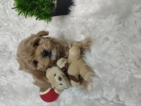 Veteriner kontrolünden garantili maltipoo bebekler