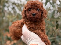 Kore Dark Brown Poodle Dişi Gerçek Kalite İsteyene