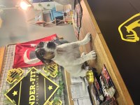 4.5 aylık jack russell Lucy kızım için yuva arıyoruz
