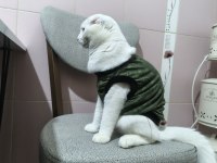 Scottish fold kedisi