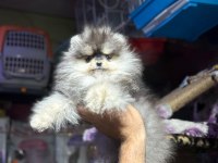 POMERANİAN BOO BEBEKLER