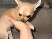 2 aylık chihuahua erkek yavrusu