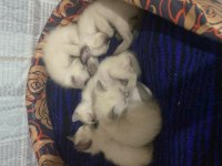 Tapınak bekçisi siyam kedisi bebekler
