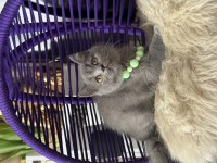 Safkan British Shorthair Yavru