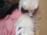 1 dişi ve 2 erkek exotic shorthair yavrularım