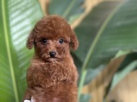 REFERANS YAVRU KÖPEĞİMİZ