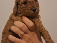 Birbirinden Güzel Toy Poodle Bebeklerimiz