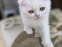2 Buçuk Aylık Tosun Scottish Fold Oğluşlar