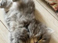 Bu minnak arkadaşınız olabilir british shorthair